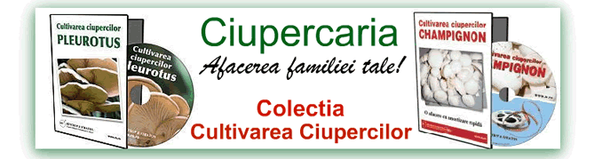 Cultivarea ciupercilor Pleurotus