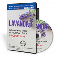 Lavanda cultura care iti aduce minimum 8 000 de euro profit